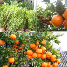 cây giống cây ăn quả bán buôn đáng tin cậy không hạt cam É³ÌÇ½Û đường Miao Miao quất cam kết quả năm Miao Miao Cây ăn quả