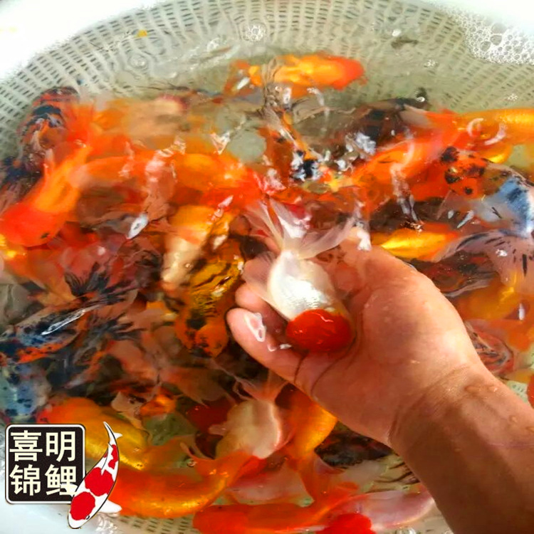 混搭金鱼2