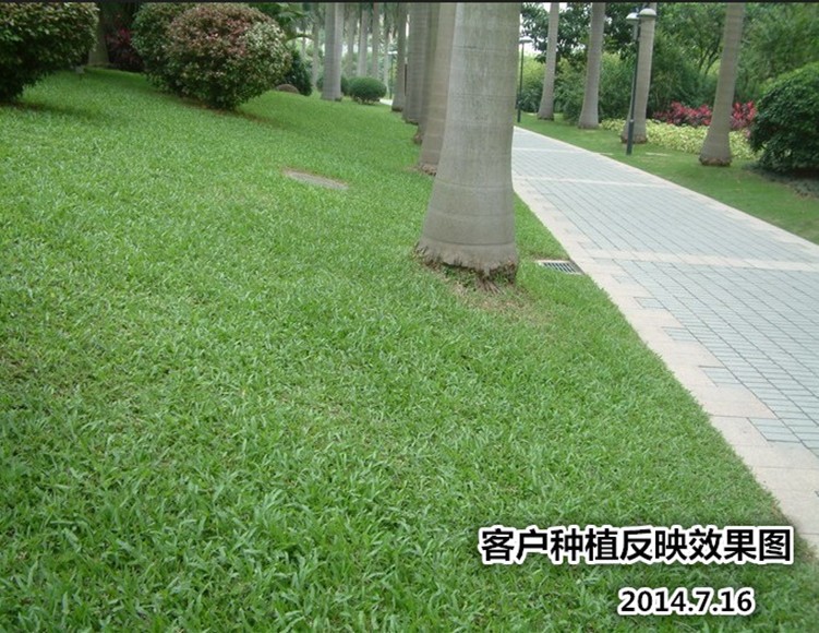 抗寒抗涝 抗病抗旱固土护坡 地毯草株植低矮,茎秆短而平,根须较多