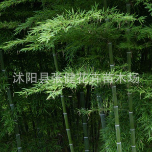 大量供应各种优质竹子四季常青 毛竹 各种规格批发 量大优惠