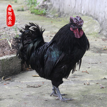【黑肉鸡】黑视频价格/图片_黑肉鸡/v肉鸡肉鸡雷海为图片