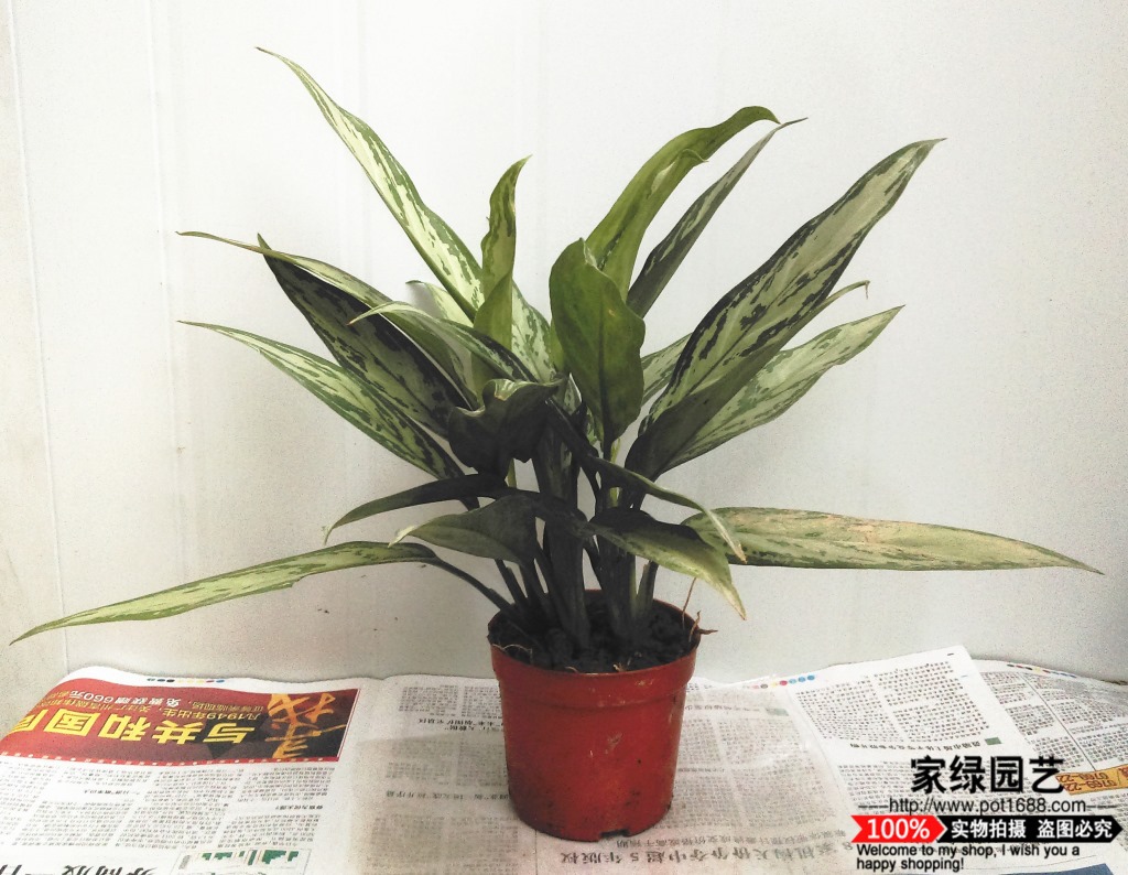 【基地直供】室内绿化花卉植物盆栽盆景小盆栽万年青 银皇后