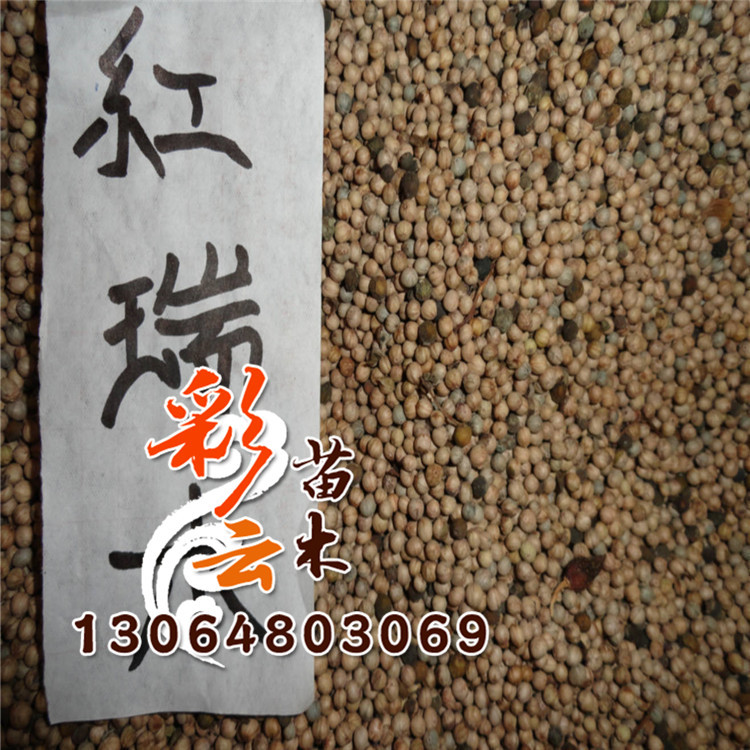 红瑞木种子批发 量大优惠 红瑞木种子价格 发芽率高 林木种子