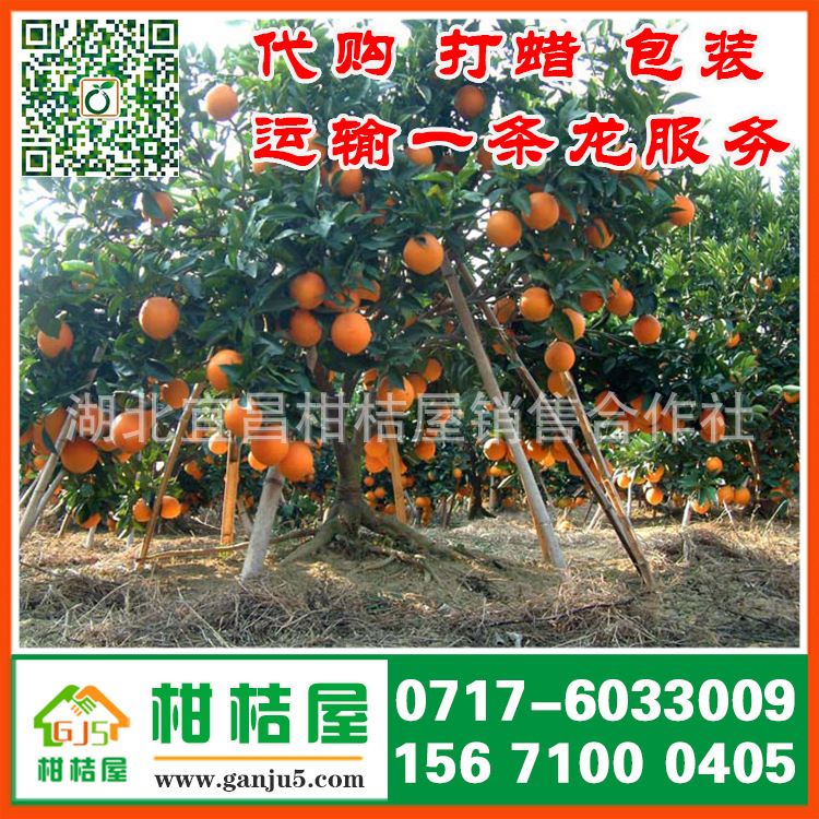 鹰潭市月湖区中熟密橘产品展示