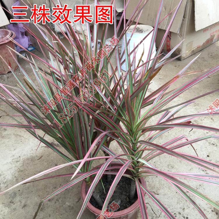 七彩铁树 马尾铁 彩色苗木 室内庭院盆栽植物