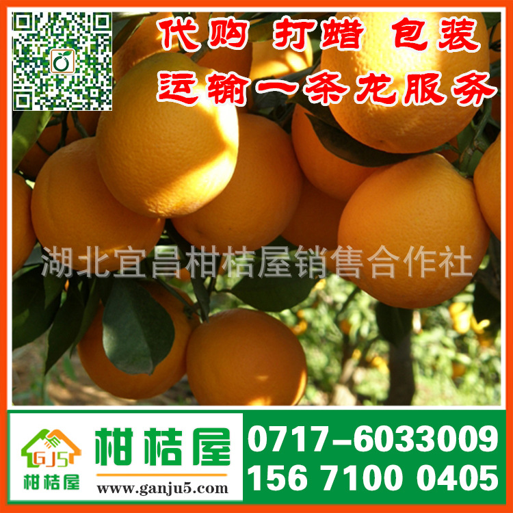 宣城市宁国市中熟蜜橘产品展示