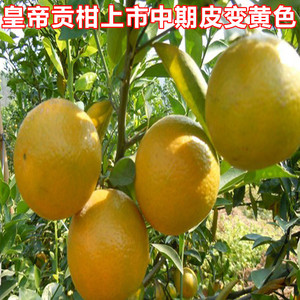 【广西柑橘】广西柑橘价格\/图片_广西柑橘批发