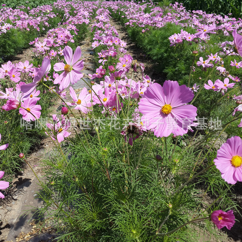 格桑花种子 矮株波斯菊 盆栽格桑花 波斯菊 优质格桑花