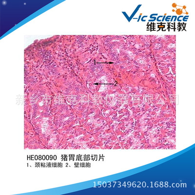 猪胃底部切片 生物切片 显微镜玻片 组织胚胎学 消化系统