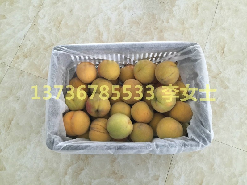 水果袋装桃 (14)