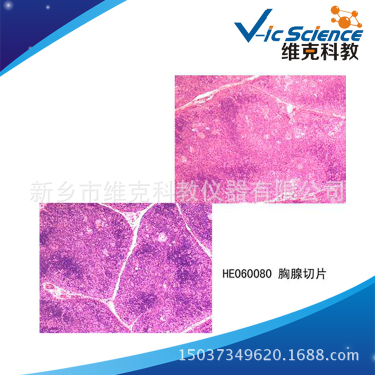 名称:胸腺切片 品牌: 维克科教  货号: vic-he060080 包装:塑料盒或