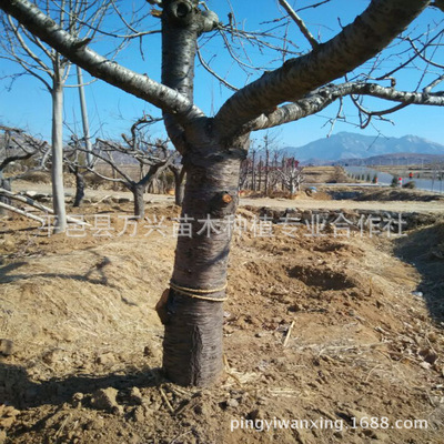 果树苗木_山东果树苗木基地 供应大樱桃树 柿