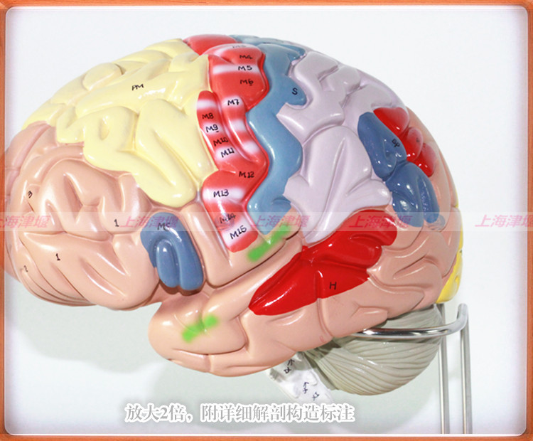 【进口豪华型大脑放大模型带脑动脉 大脑区域
