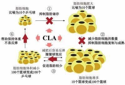森冉生物 共轭亚油酸99% 食品级 减肥 粉状
