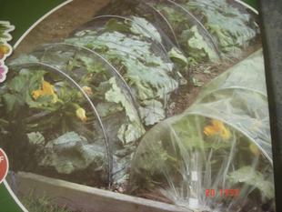 防虫防晒植物罩