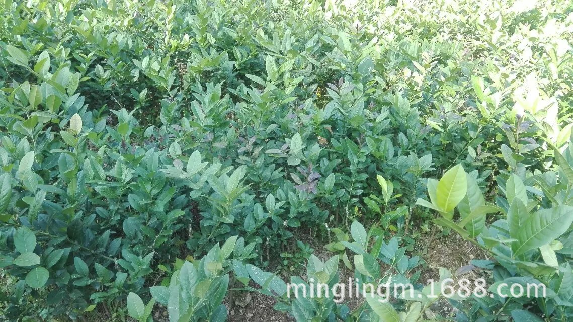 广西灵山武利镇明林果苗种植场优质丰果香水柠