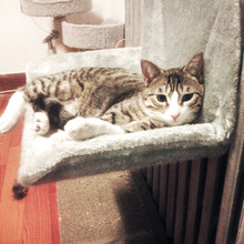 Cao cấp rắn mèo võng giường mèo mèo mèo treo kết cấu thép siêu di động ghế mèo Tấm lót mèo