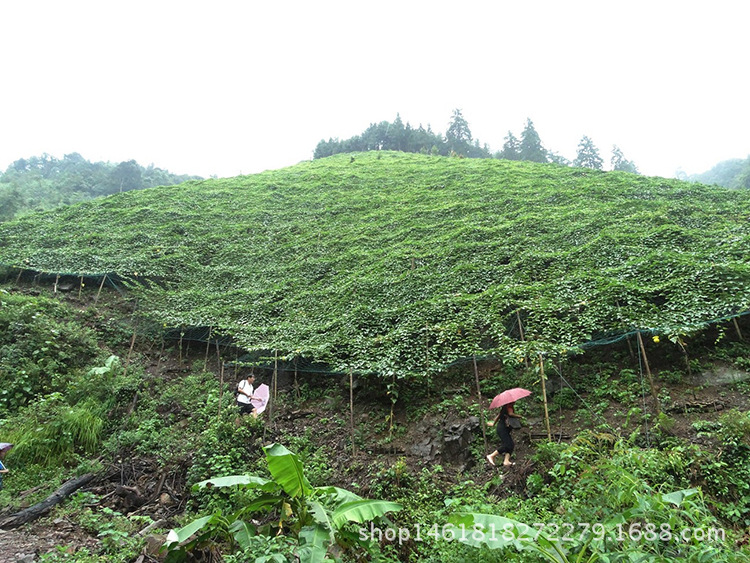 销售 批发罗汉果茶 花茶润喉茶罗汉果 大果 养生花果茶益气美容