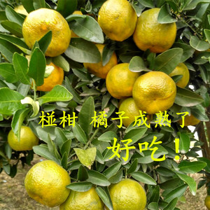 【衢州橘子】衢州橘子价格\/图片_衢州橘子批发
