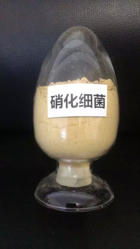 厂家直销,硝化细菌,降解氨氮,净化水质