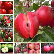 Tốt hơn là, hạt giống cây táo cột là khoảng 20 viên / gói. Cây giống