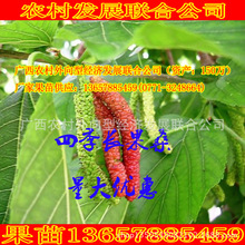 Four Seasons cây dâu dài ghép giống dâu dài của Đài Loan của cây dâu tằm Nam Ninh, Quảng Tây mới nhất bán buôn Guomiao Cây ăn quả
