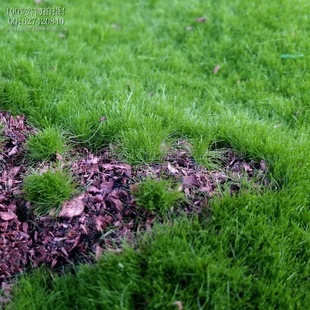新款植毛带木屑青苔草皮 背景布置 仿真绿色植物墙景观苔藓