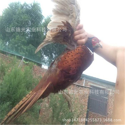 特种价格-上海v价格鸡苗、珍禽野山鸡蕾丝花边山鸡七彩隐形女袜图片