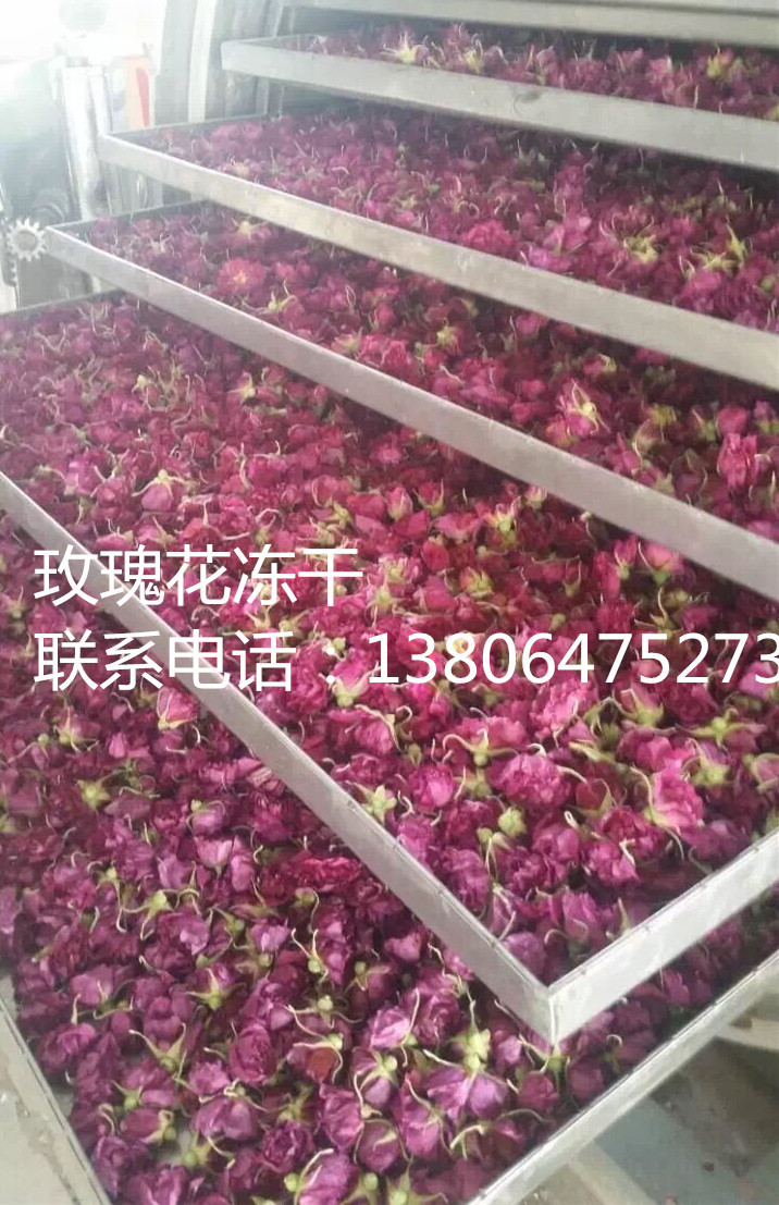 诸城华大真空冷冻干燥机 玫瑰花冻干 冻干机厂家13806475273