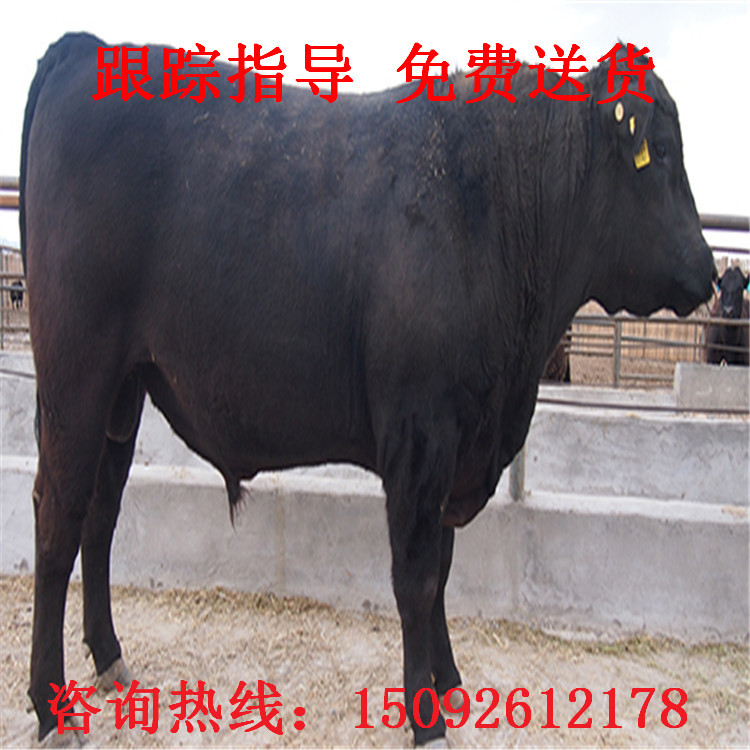 安格斯牛价格,安格斯牛犊-优质安格斯牛批发/采购