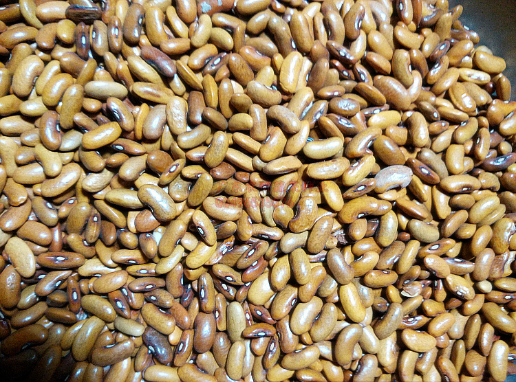 黄籽四季豆种子 双青35号四季豆 散装500克 赤籽玉豆