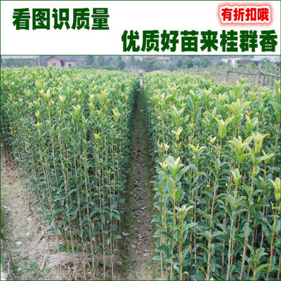树苗-园林绿化苗木咸宁桂花乔木50-200CM金纸包干施工图图片