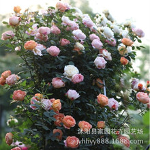 Bán buôn Fujimoto châu Âu tăng Bà Charlotte tháng hồng cây giống cây leo trèo cây Hoa và hoa