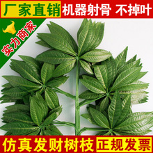v风险装修风险过胶防装饰发财树叶园林景观装饰树叶老化百草园室内设计师的树枝图片