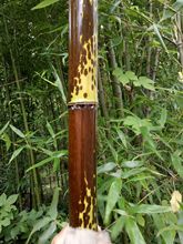 红湘妃竹,红斑竹,纯野生,五年以上