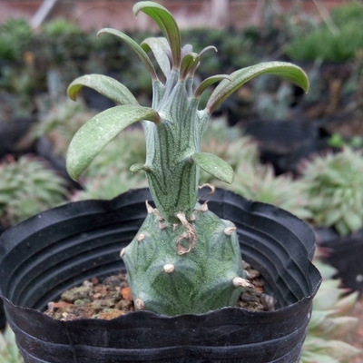 多肉植物批发 韩国进口 普西利菊 防辐射花卉绿植盆栽园艺