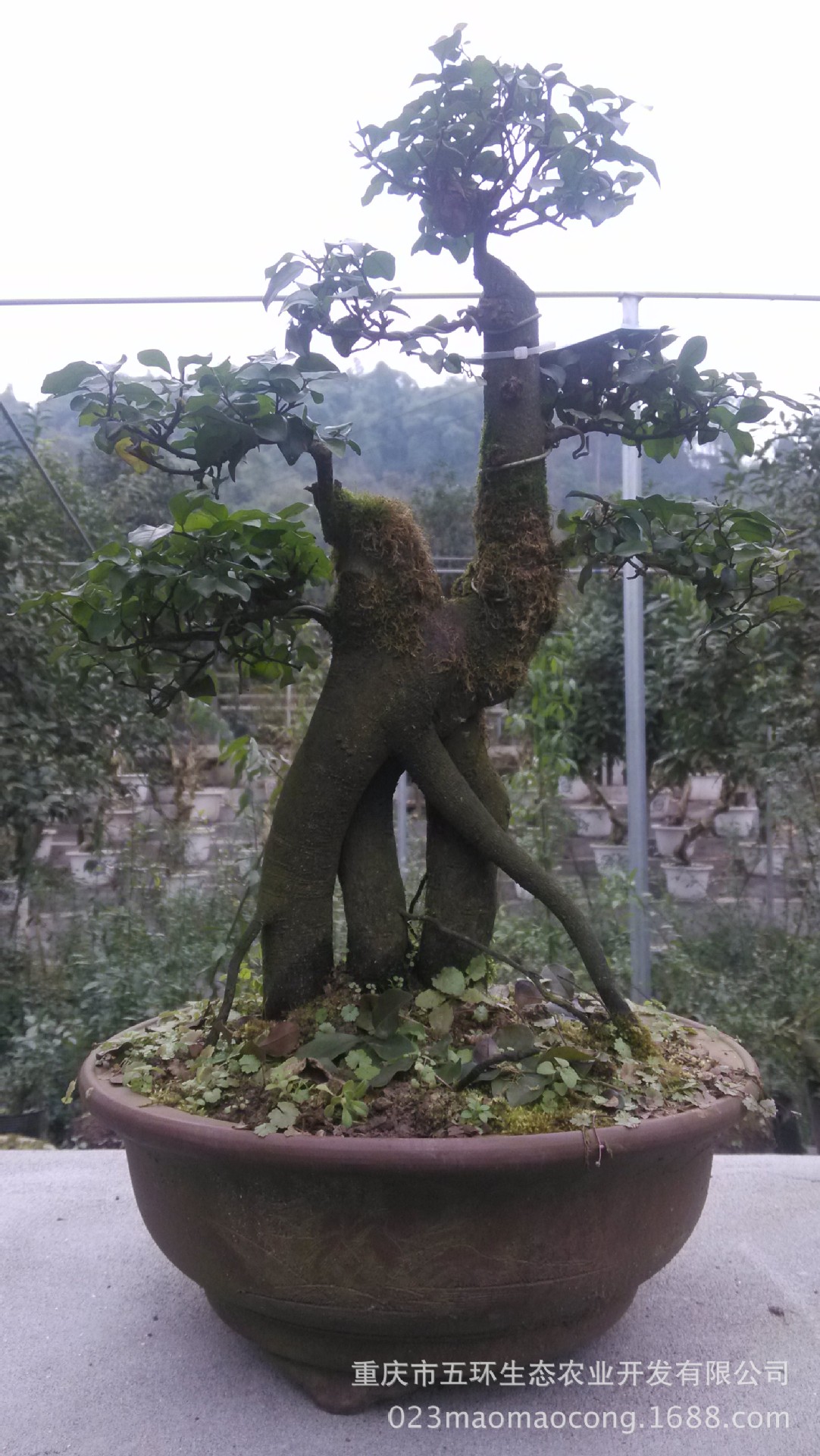 金弹子盆景 桌面摆件 绿色植物