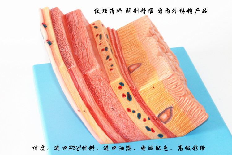 批发生产 胃壁放大模型 消化系统模型 胃模型胃层次解剖模型