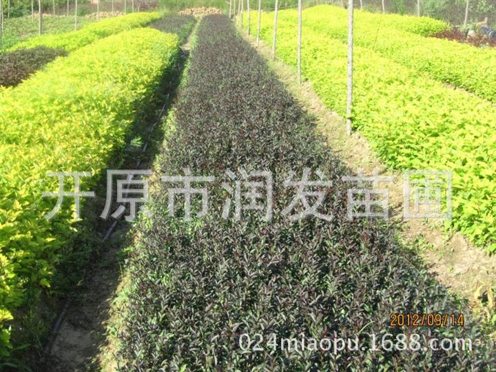 东北苗木基地 灌木 紫叶水蜡小苗 紫叶水蜡绿篱 紫叶水蜡球