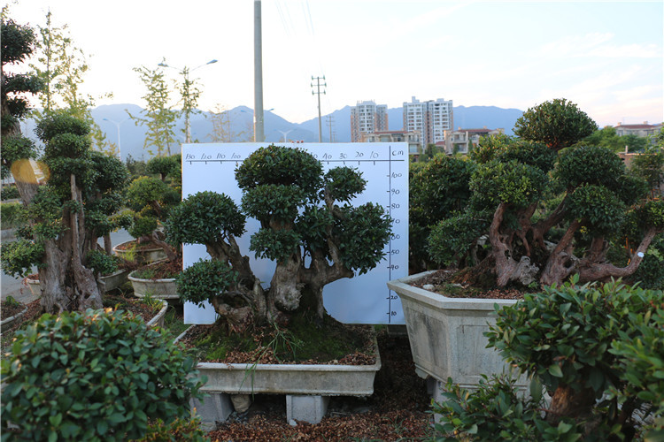 小叶赤楠 精品树桩 庭院盆景 花园 别墅种植盆景 造型