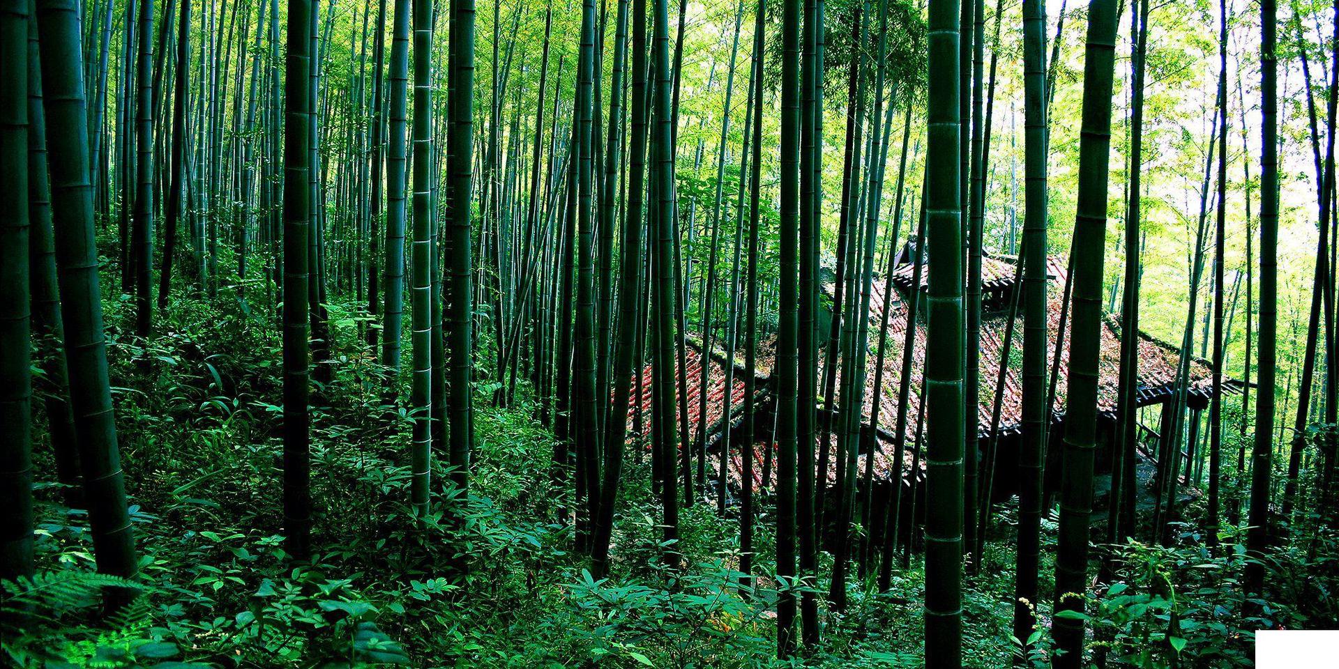 万亩竹柳种植项目可行性研究报告 竹柳种植项