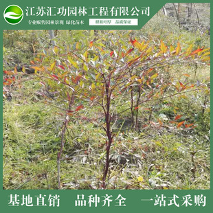红天竹 批发优质林木景观树 长期供应现货 竹类植物