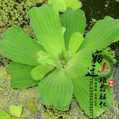 批发水生植物大薸苗 别名水芙蓉苗 净化水质 大萍 水体景观