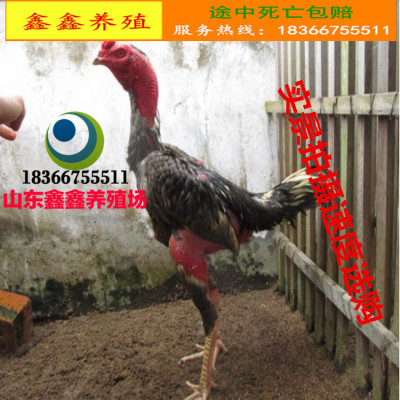 厂家直销纯种越南斗鸡 出售中原斗鸡 泰国斗鸡 大冠斗鸡 斗鸡价格