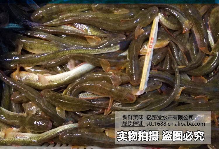 学名"矛尾复虾虎鱼",属鲈形目,虾虎鱼科,复虾虎鱼属,是一年生暖温性近