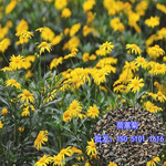 茼蒿菊种 草花 子 木春菊种 木茼蒿种 包发芽包开花 货到付款