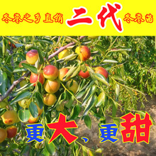 cây Zhanhuadongzao ghép cây giống cây ăn quả khi kết quả của James II cây táo tàu táo tàu táo xanh Cây ăn quả