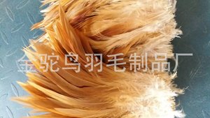 鸡毛鸡 