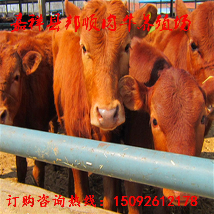 牛-鲁西黄牛价格,养殖鲁西黄牛成本利润分析,鲁