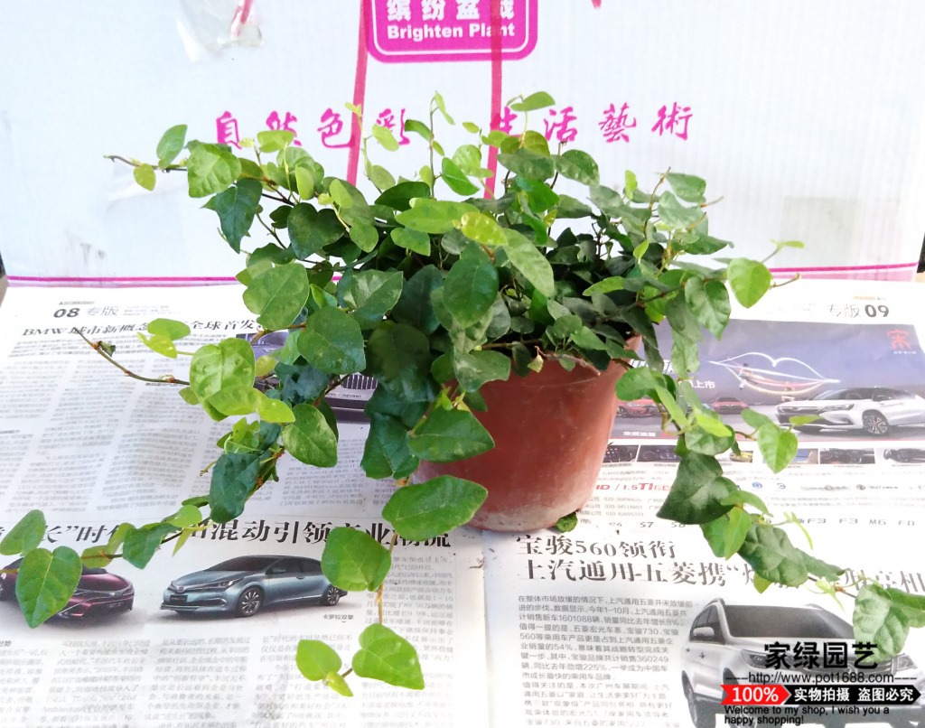 基地直供墙体绿化小盆栽爬藤小盆栽青叶薜荔